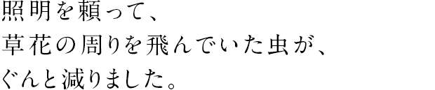 照明を頼って、草花の周りを飛んでいた虫が、ぐんと減りました。